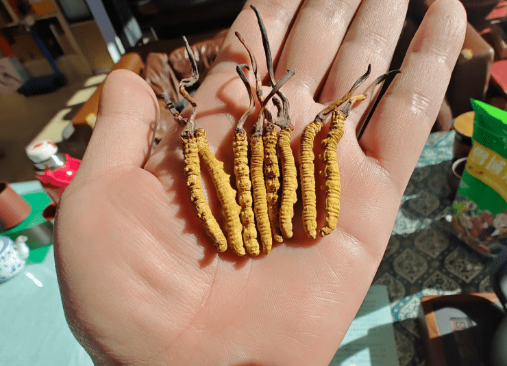 星空体育官方网站-年销20万根的冬虫夏草竟是胶水拼的！工作人员：买的好胶水，吃下去没有事